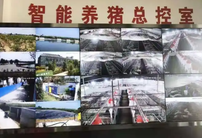 養(yǎng)豬場弱電智能化方案實現(xiàn)降本增效和核心競爭力的全面提升